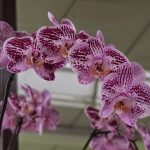 Кёкенхоф: орхидеи